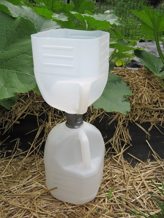Best ideas about DIY Japanese Beetle Trap
. Save or Pin Homemade Japanese Beetle Traps Now.