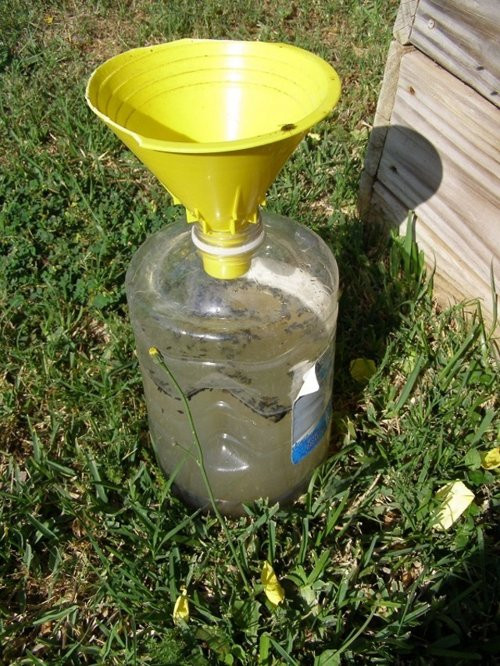 Best ideas about DIY Japanese Beetle Trap
. Save or Pin Japanese Beetle Trap Now.