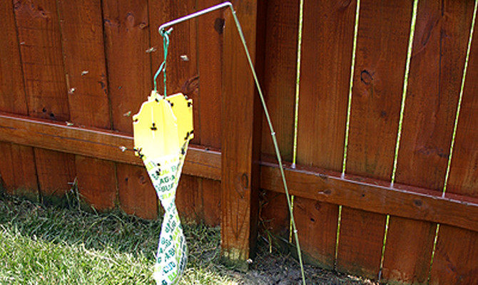 Best ideas about DIY Japanese Beetle Trap
. Save or Pin Do Those Bag A Bug Japanese Beetle Traps Really Work Now.