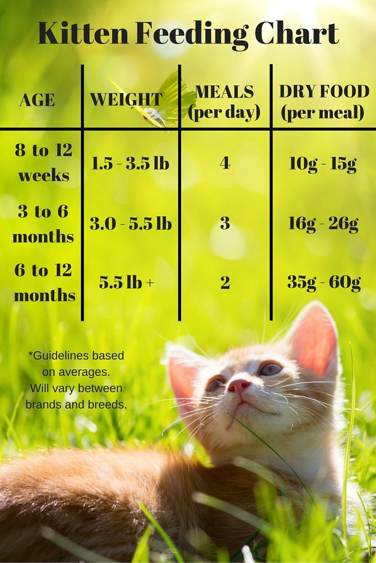 Best ideas about DIY Kitten Formula
. Save or Pin Best 25 Feeding kittens ideas on Pinterest Now.