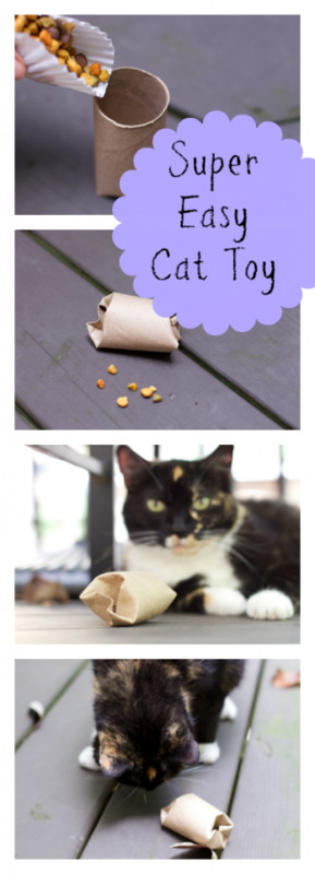 Best ideas about DIY Kitten Formula
. Save or Pin DIY Cat Food Puzzle Toy Close To Home Now.