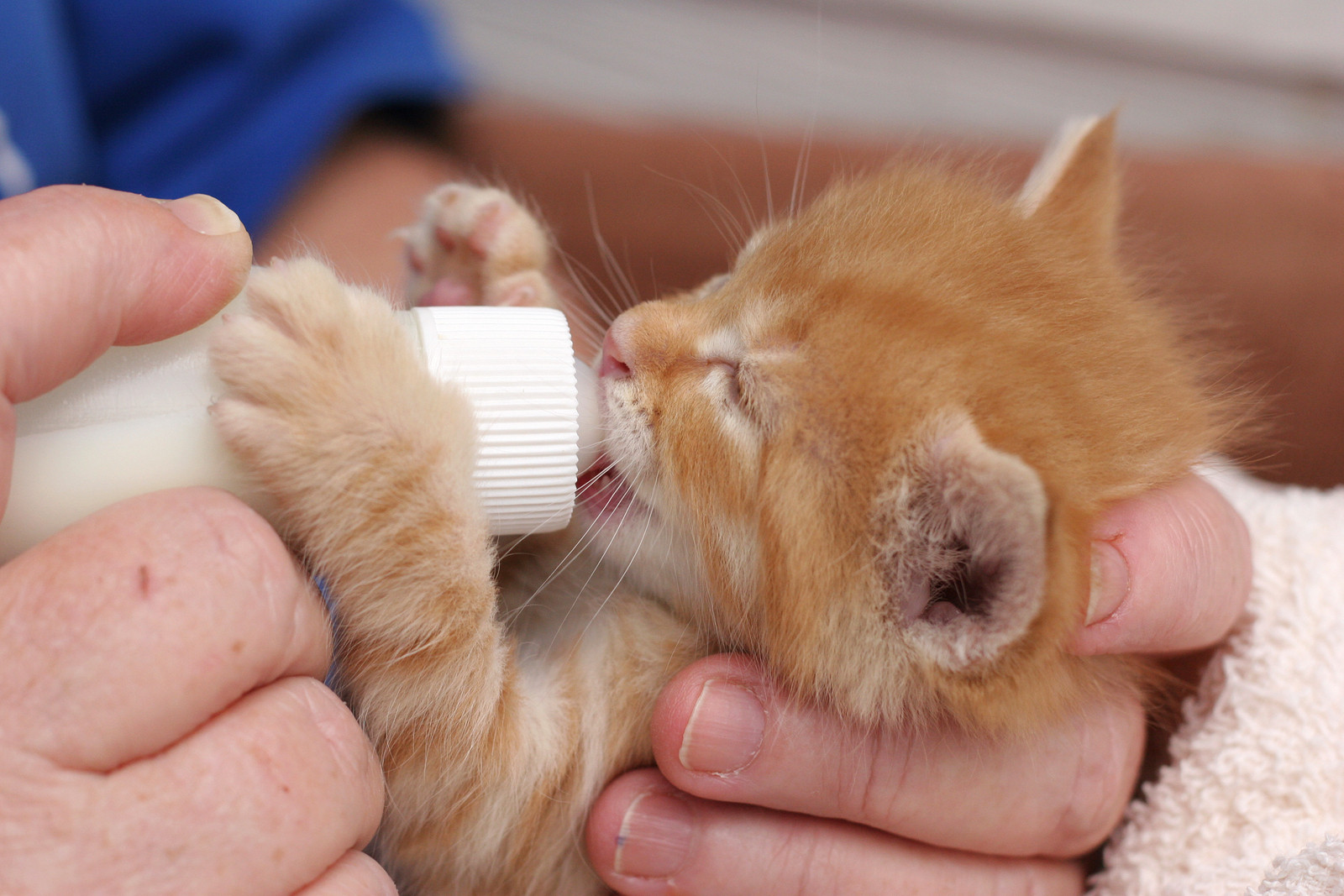 Best ideas about DIY Kitten Formula
. Save or Pin 7 Tips for Newborn Kitten Care ׀ Hill s Pet Now.