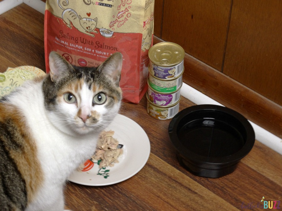 Best ideas about DIY Kitten Formula
. Save or Pin DIY Cat Food Plate Serve Up Your Feline s Favorite Foods Now.