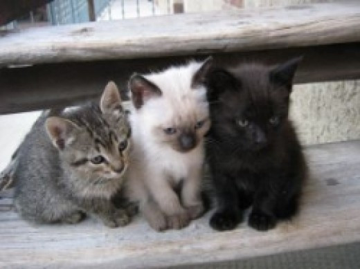 Best ideas about DIY Kitten Formula
. Save or Pin How to Care for Newborn Kittens or Raise an Orphaned Now.