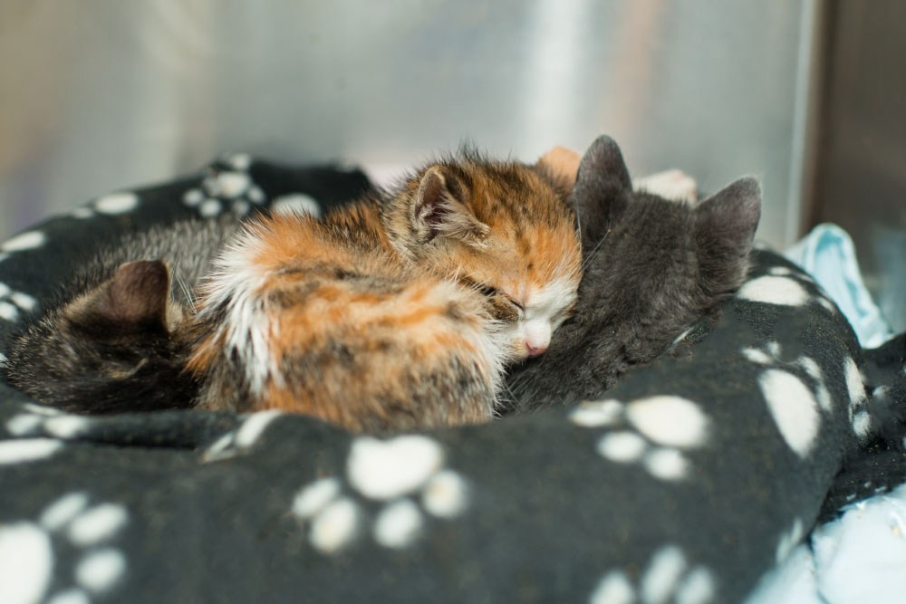 Best ideas about DIY Kitten Formula
. Save or Pin Raising Orphaned Kittens • Kitten Rescue Now.