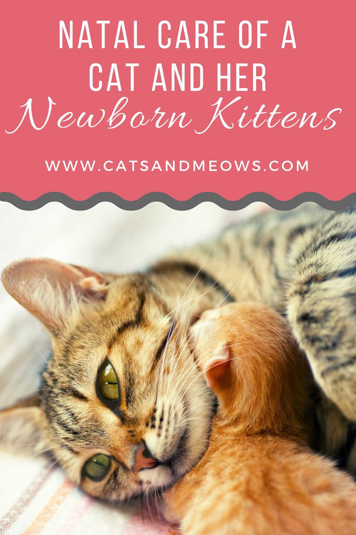 Best ideas about DIY Kitten Formula
. Save or Pin 25 best ideas about Newborn kittens on Pinterest Now.