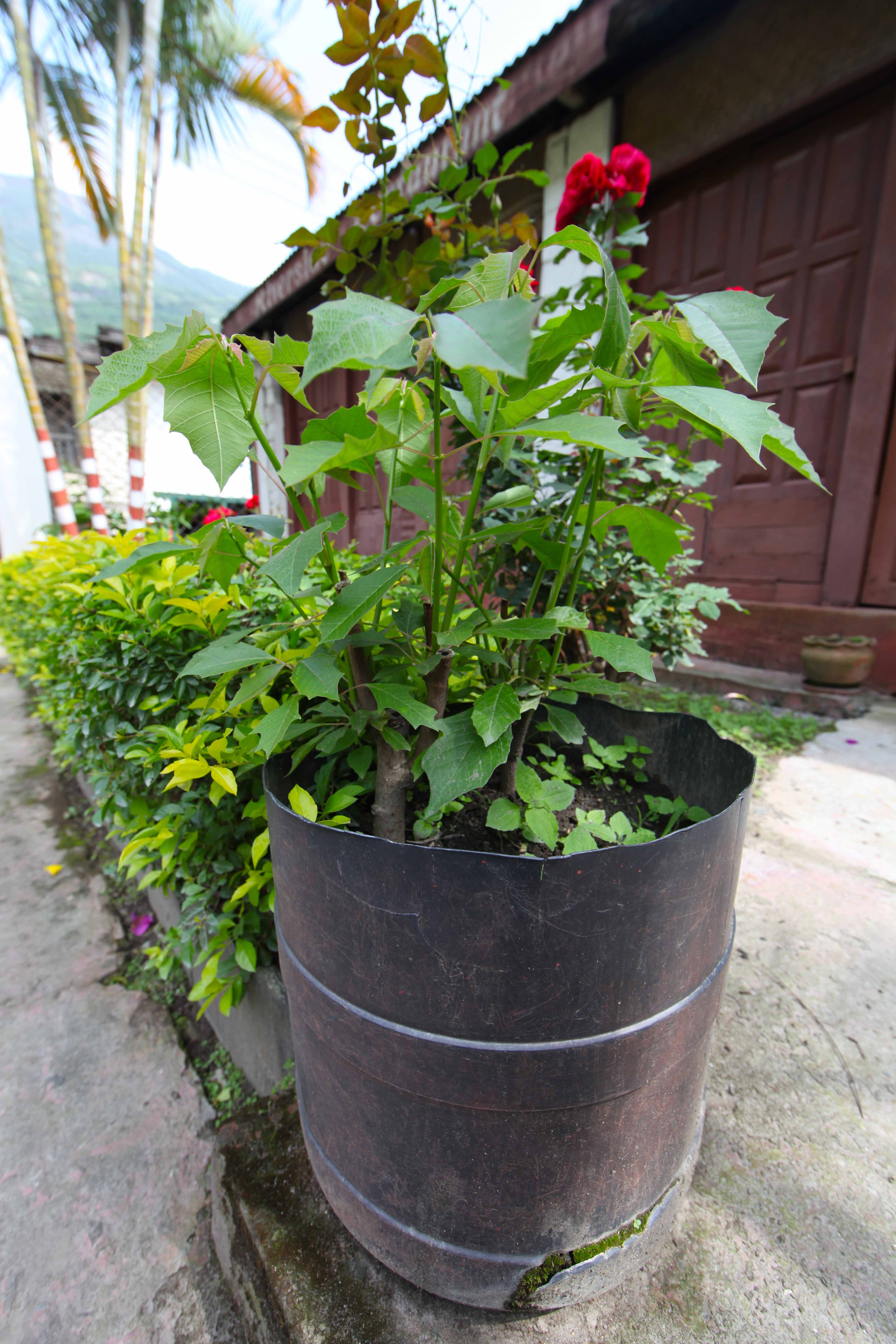 Best ideas about DIY Large Planters
. Save or Pin 5 DIY Planters From the Himalaya Now.