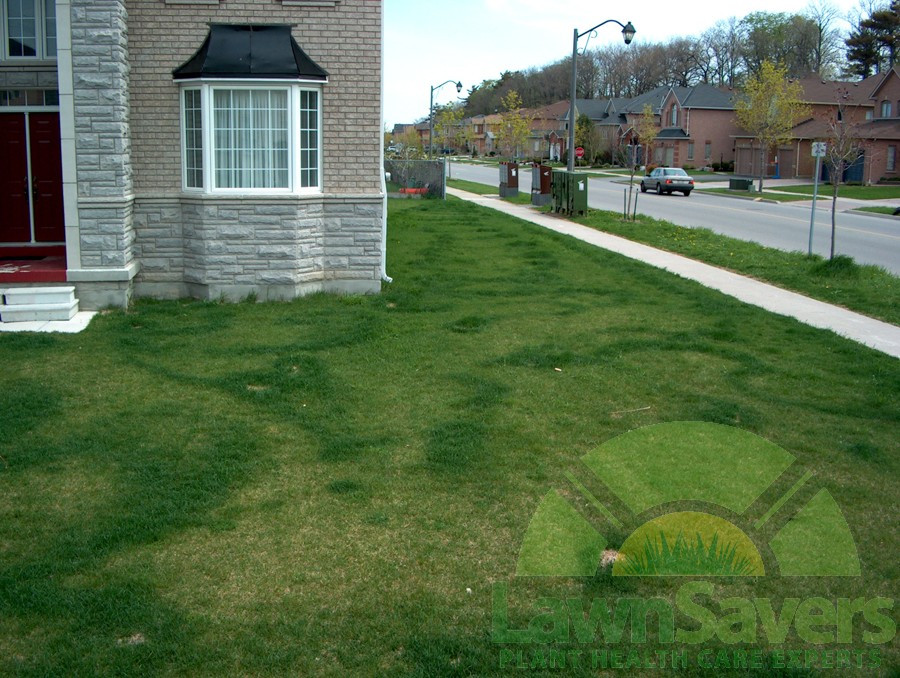 Best ideas about DIY Lawn Care
. Save or Pin Sir step away from the fertilizer NOW Astounding do it Now.