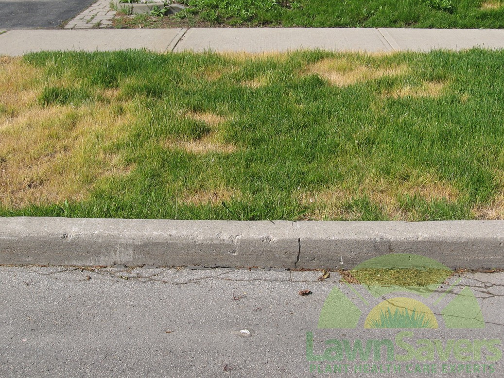 Best ideas about DIY Lawn Care
. Save or Pin Sir step away from the fertilizer NOW Astounding do it Now.