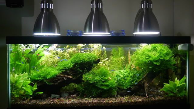 Best ideas about DIY Led Aquarium Light Planted Tank
. Save or Pin Show me your DIY CFL fixtures Now.