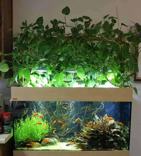 Best ideas about DIY Led Aquarium Light Planted Tank
. Save or Pin Aquaworld Aquarium Do it Yourself DIY LED Aquarium Now.