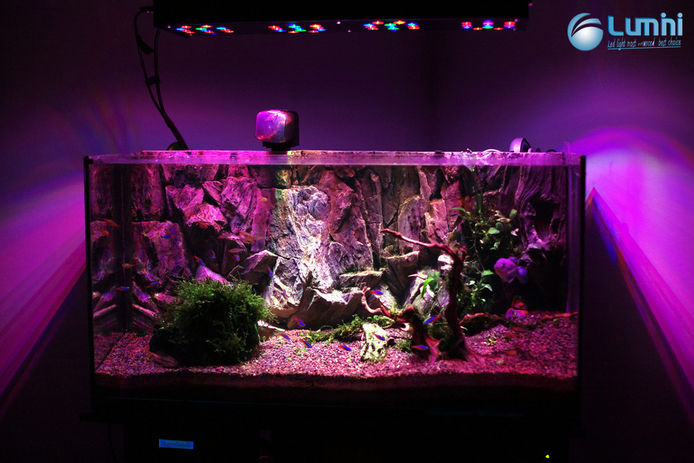 Best ideas about DIY Led Aquarium Light Planted Tank
. Save or Pin Lumini Gemis 150r3 150w Full Spectrum Customizable Diy Led Now.