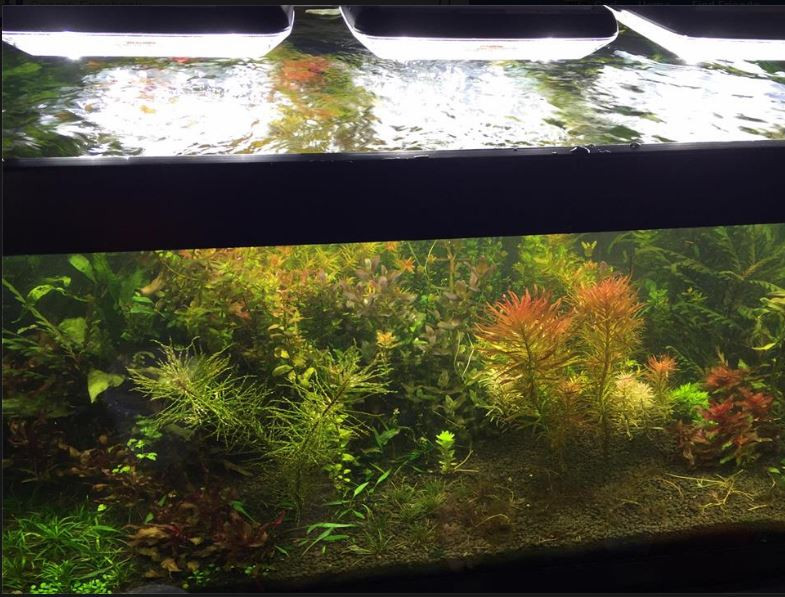 Best ideas about DIY Led Aquarium Light Planted Tank
. Save or Pin diy planted aquarium lighting Now.