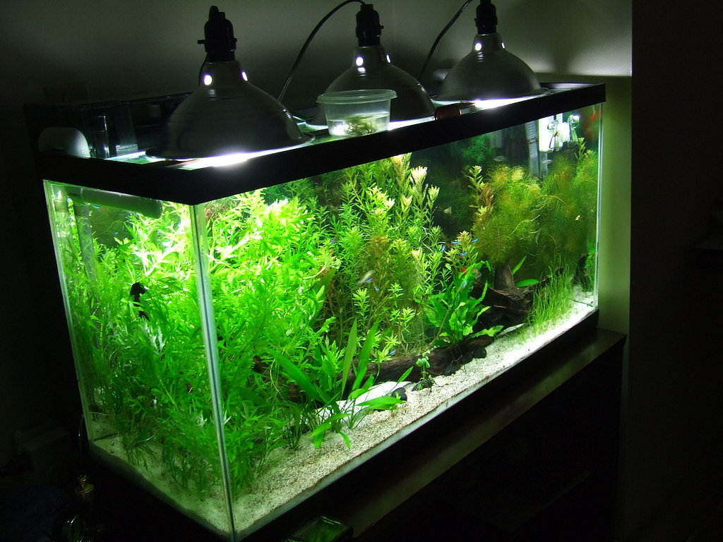 Best ideas about DIY Led Aquarium Light Planted Tank
. Save or Pin Need Lighting Help for a 55 gallon planted tank Now.