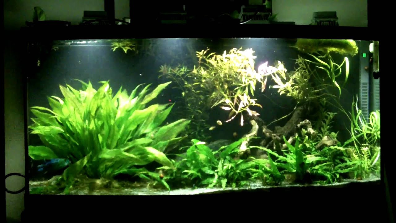 Best ideas about DIY Led Aquarium Light Planted Tank
. Save or Pin 72g low light planted tank with LED part 1 Now.