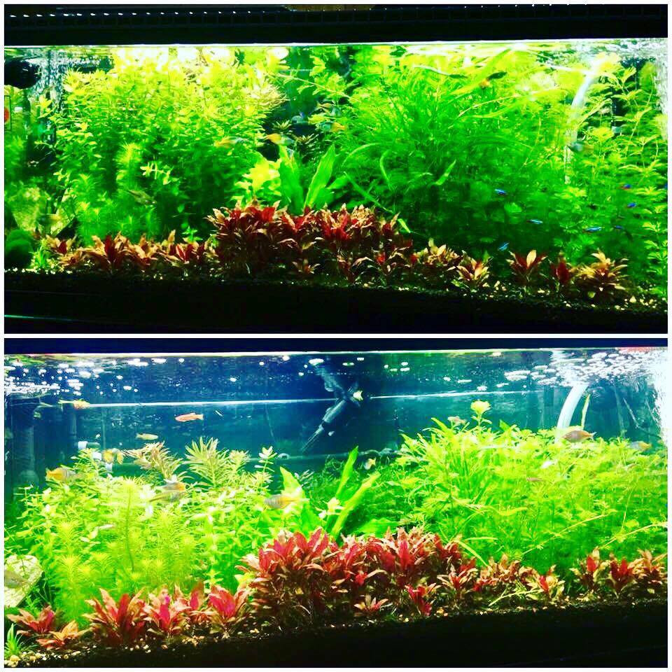 Best ideas about DIY Led Aquarium Light Planted Tank
. Save or Pin AquaRay LED Lighting Now.