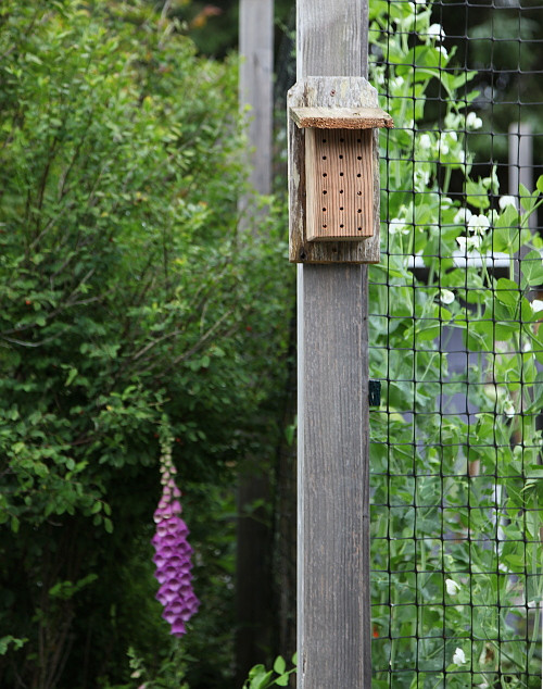 Best ideas about DIY Mason Bee House
. Save or Pin diy mason bee house Now.