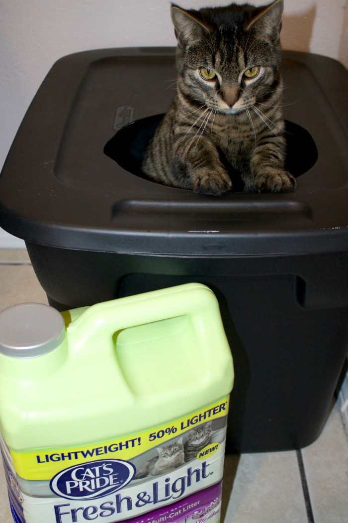 Best ideas about DIY Mess Free Cat Litter Box
. Save or Pin DIY Mess Free Cat Litter Box Mom Luck Now.