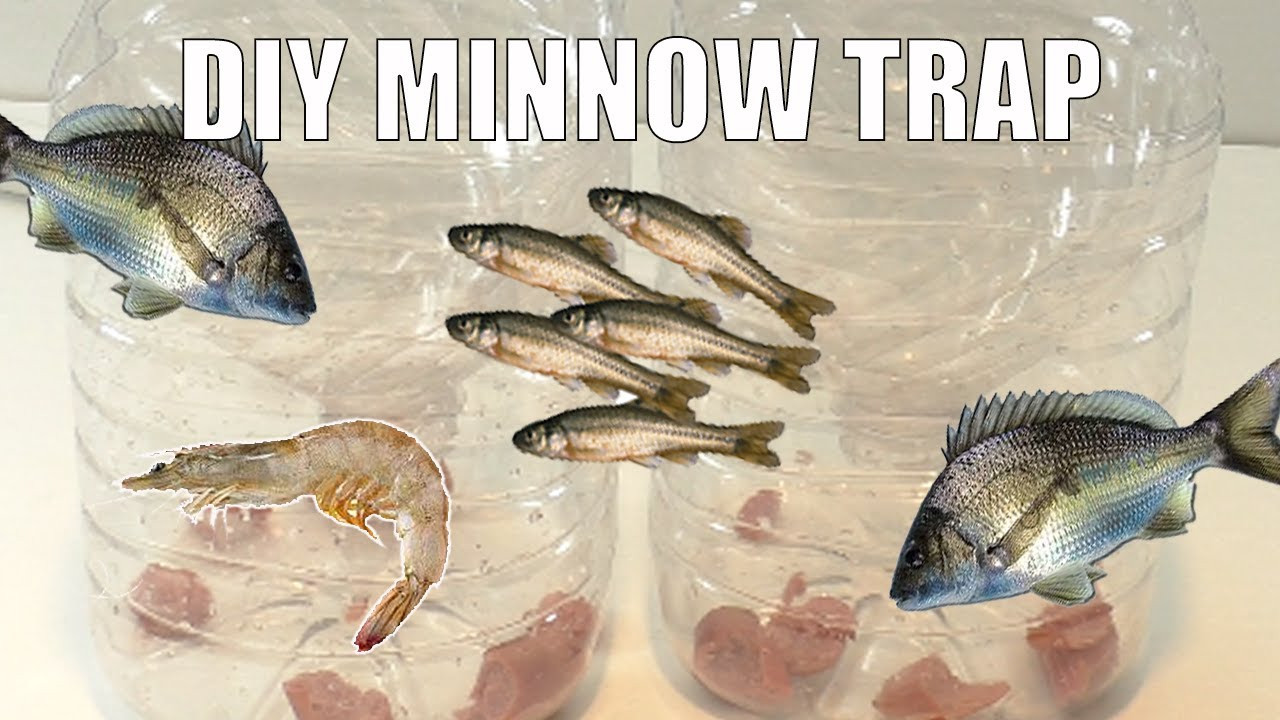 Best ideas about DIY Minnow Trap
. Save or Pin DIY Minnow Trap Catch Shrimp Brim and Minnows Now.