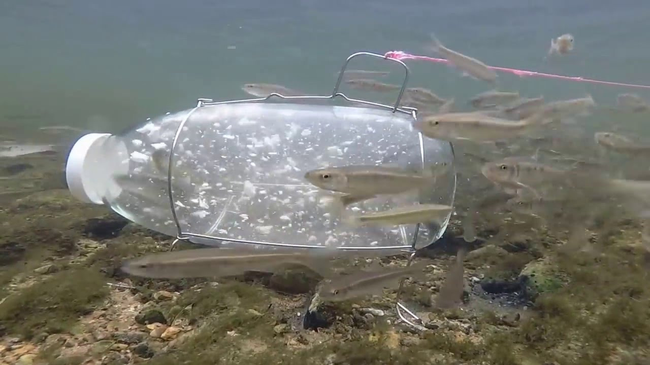 Best ideas about DIY Minnow Trap
. Save or Pin Minnow Trapping Now.