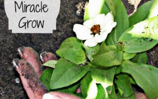 Best ideas about DIY Miracle Grow
. Save or Pin 5 Best Fertilizers For Your Garden All The Tips And Tricks Now.