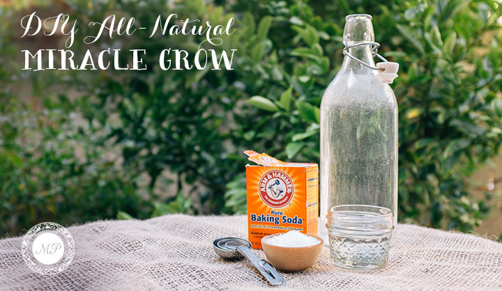 Best ideas about DIY Miracle Grow
. Save or Pin DIY All Natural Miracle Grow Now.