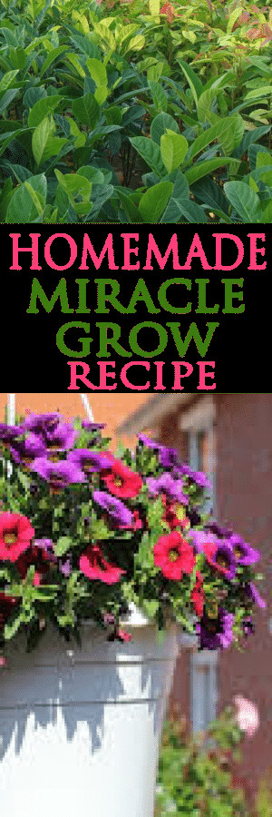 Best ideas about DIY Miracle Grow
. Save or Pin 4 Ingre nt Homemade Miracle Grow Recipe Garden Lovin Now.