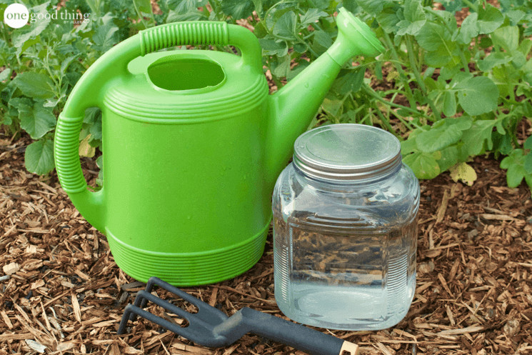 Best ideas about DIY Miracle Grow
. Save or Pin How To Make An Easy And Inexpensive Homemade Plant Fertilizer Now.