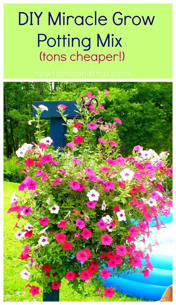 Best ideas about DIY Miracle Grow
. Save or Pin The old Early spring and Flower on Pinterest Now.