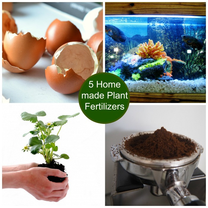 Best ideas about DIY Miracle Grow
. Save or Pin Home made Miracle Grow Make Your own Homemade Plant Food Now.