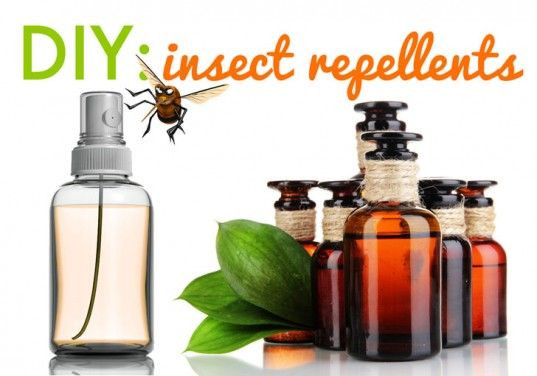 Best ideas about DIY Mosquito Repellent
. Save or Pin DIY Homemade Insect Repellent Sprays and Lotions Now.