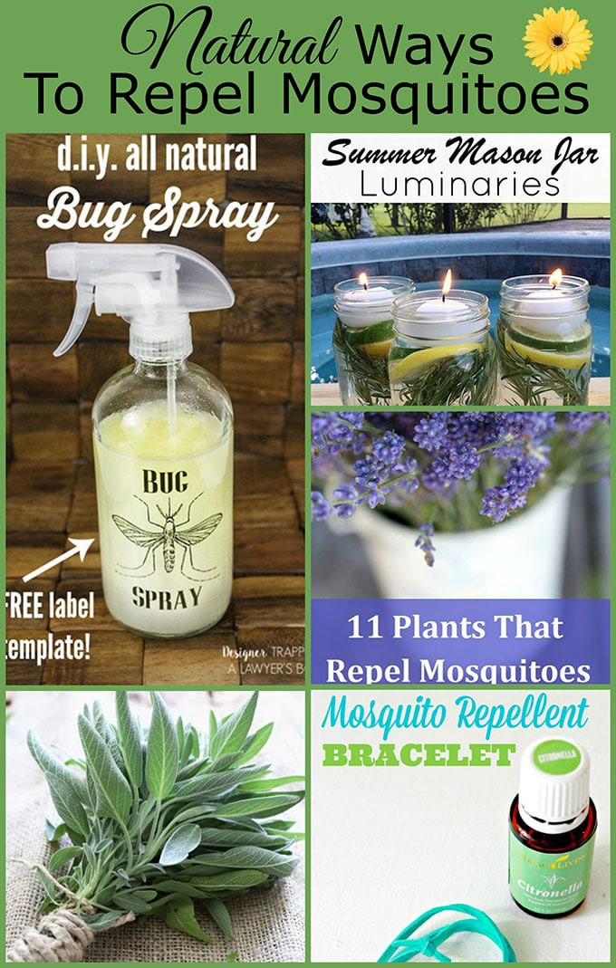 Best ideas about DIY Mosquito Spray
. Save or Pin Natural Ways To Repel Mosquitoes Without Bug Spray House Now.