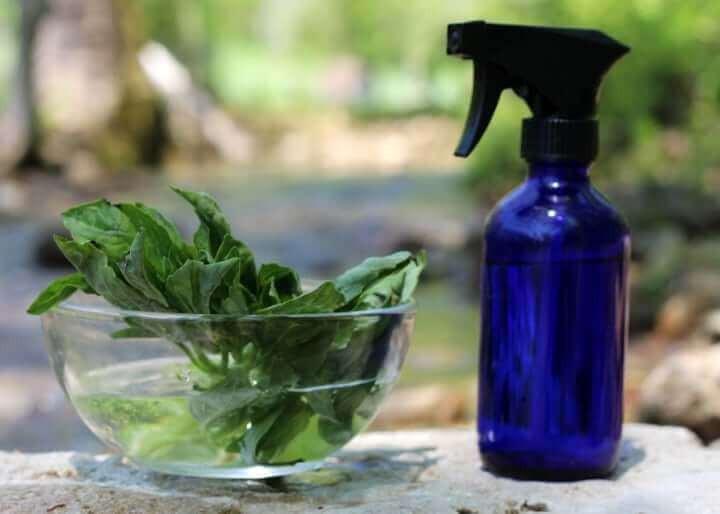 Best ideas about DIY Mosquito Spray
. Save or Pin Homemade Basil Mosquito Spray MommypotamusMommypotamus Now.