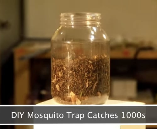 Best ideas about DIY Mosquito Trap
. Save or Pin DIY Mosquito Trap That Will Catch 1000s Homestead & Survival Now.