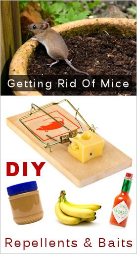 Best ideas about DIY Mouse Poison
. Save or Pin Homemade Mouse Repellents & Baits DIY Recipes & Tips Now.