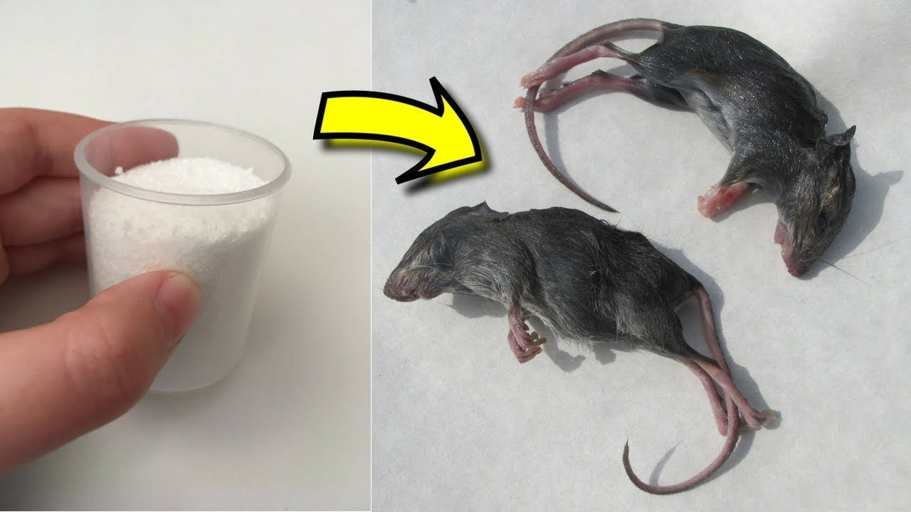 Best ideas about DIY Mouse Poison
. Save or Pin Homemade Rat Poison Using Borax To Keep Mouse Out Your Now.