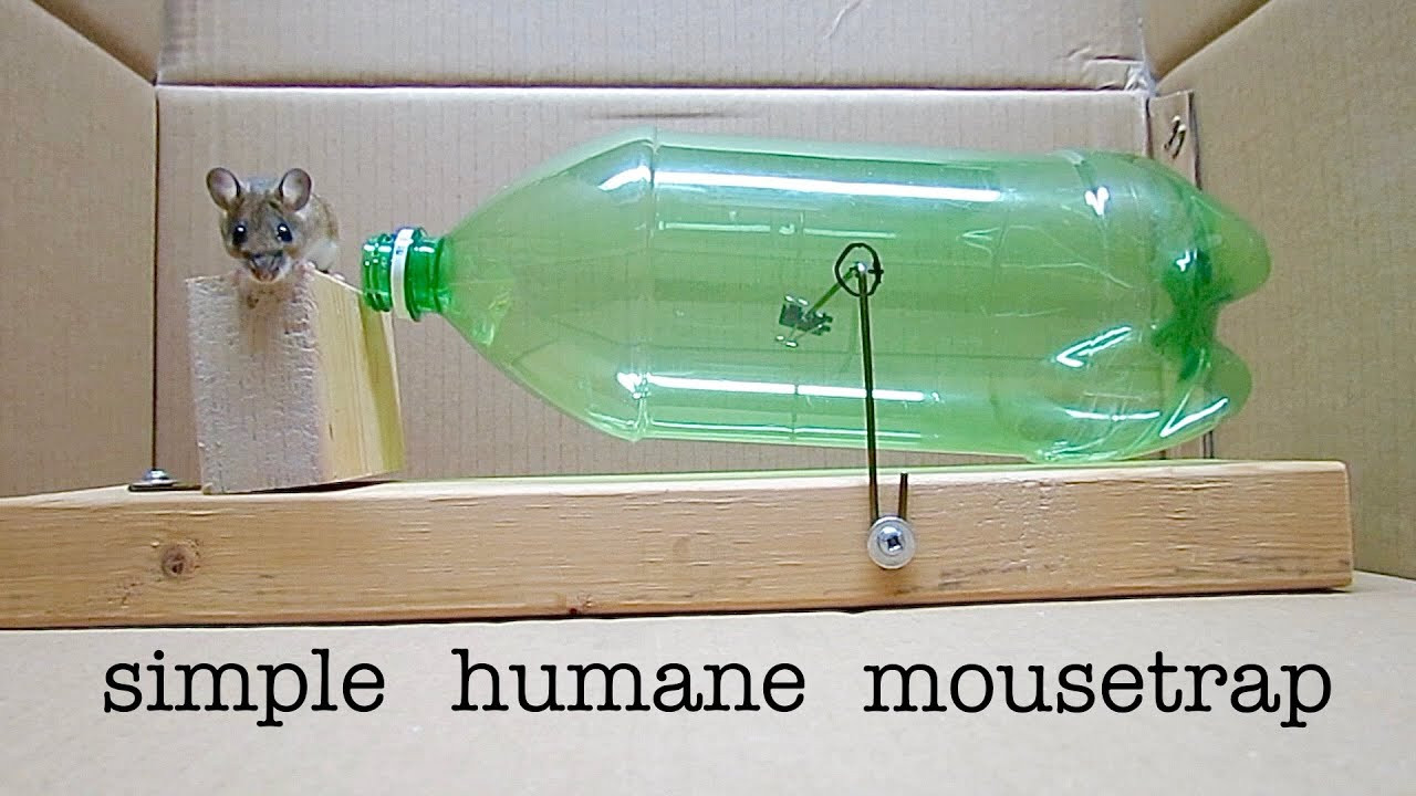 Best ideas about DIY Mouse Trap
. Save or Pin How to Make a Simple Catch and Release Bottle Mousetrap Now.