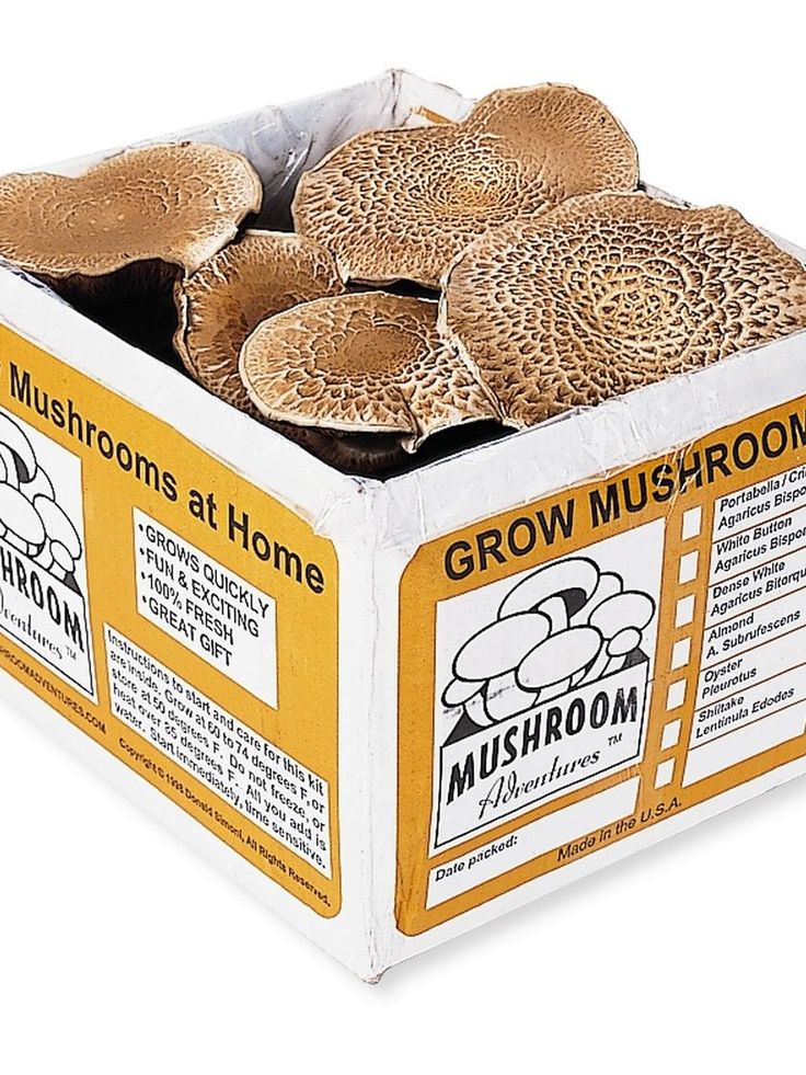 Best ideas about DIY Mushroom Grow Box
. Save or Pin 25 best ideas about Mushroom Kits on Pinterest Now.