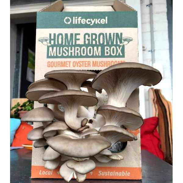 Best ideas about DIY Mushroom Grow Box
. Save or Pin Grow Your Own Mushroom Box Now.