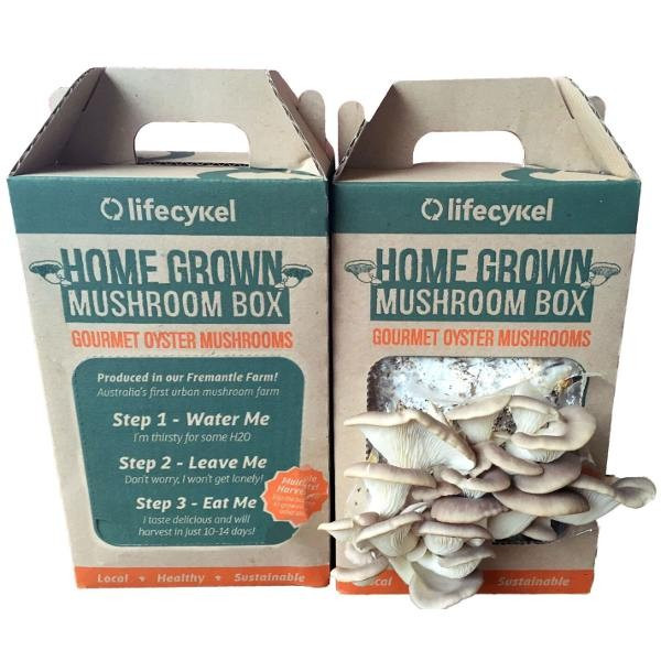 Best ideas about DIY Mushroom Grow Box
. Save or Pin Grow Your Own Mushroom Box Now.