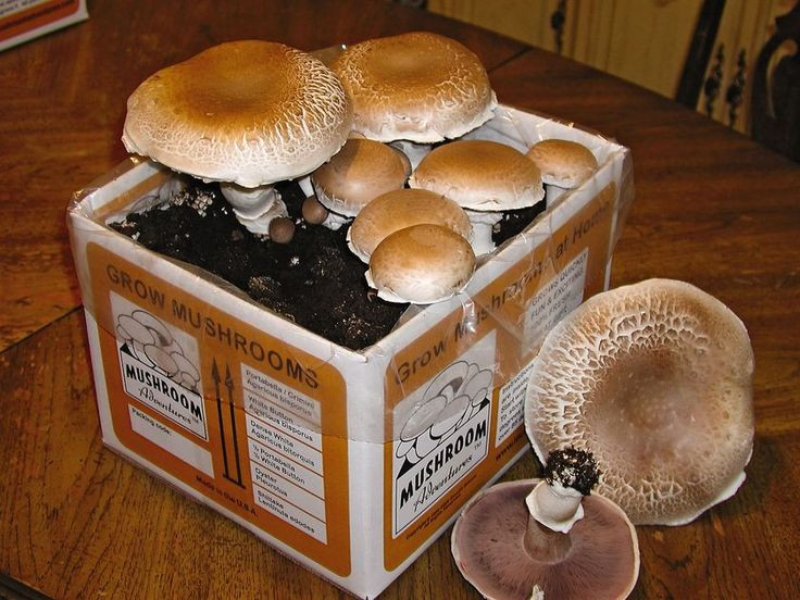 Best ideas about DIY Mushroom Kit
. Save or Pin 25 best Mushroom kits ideas on Pinterest Now.