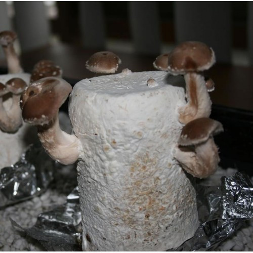 Best ideas about DIY Mushroom Kit
. Save or Pin Mushroom DIY Grow Kit Now.