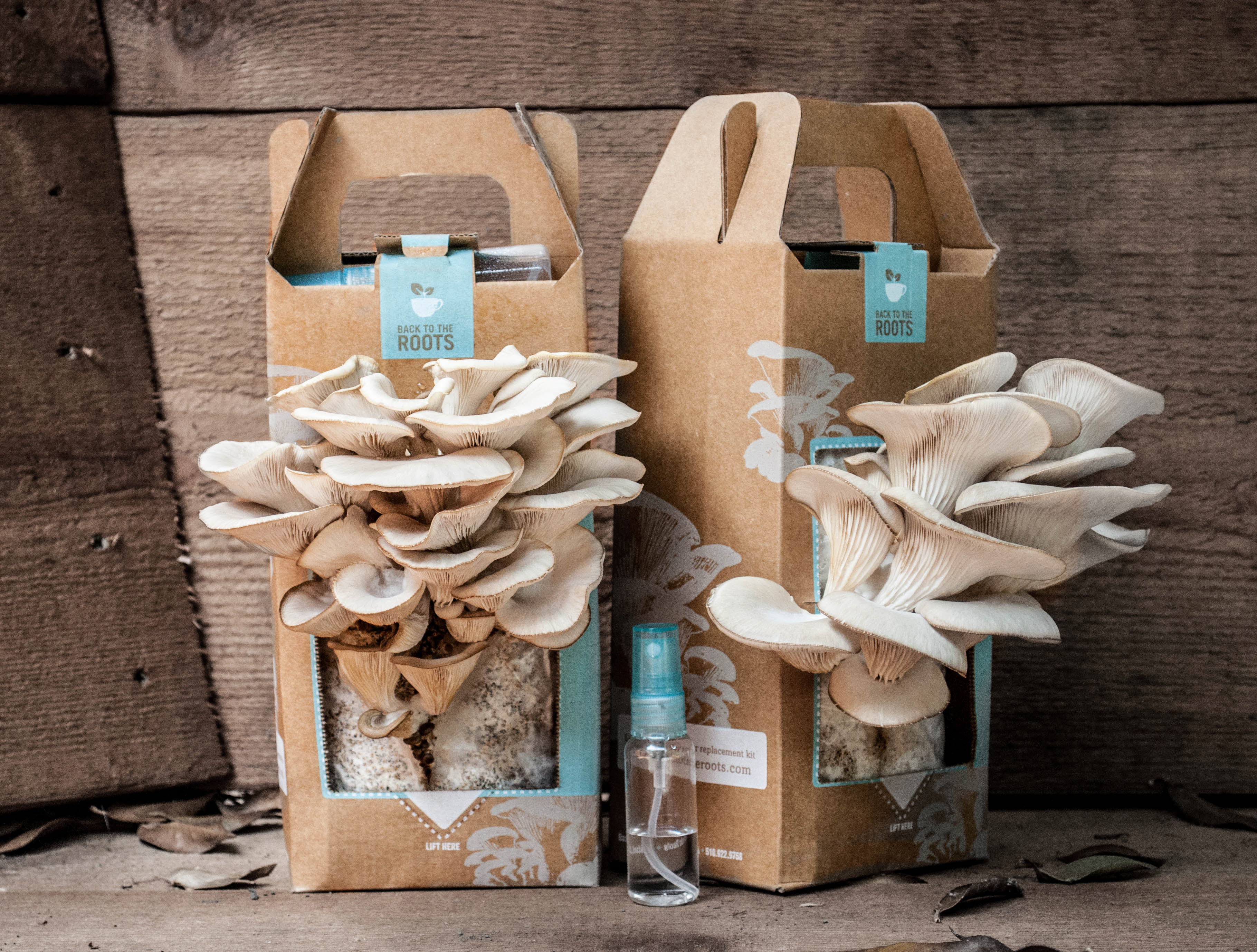 Best ideas about DIY Mushroom Kit
. Save or Pin Mushroom Garden from Back to the Roots Now.