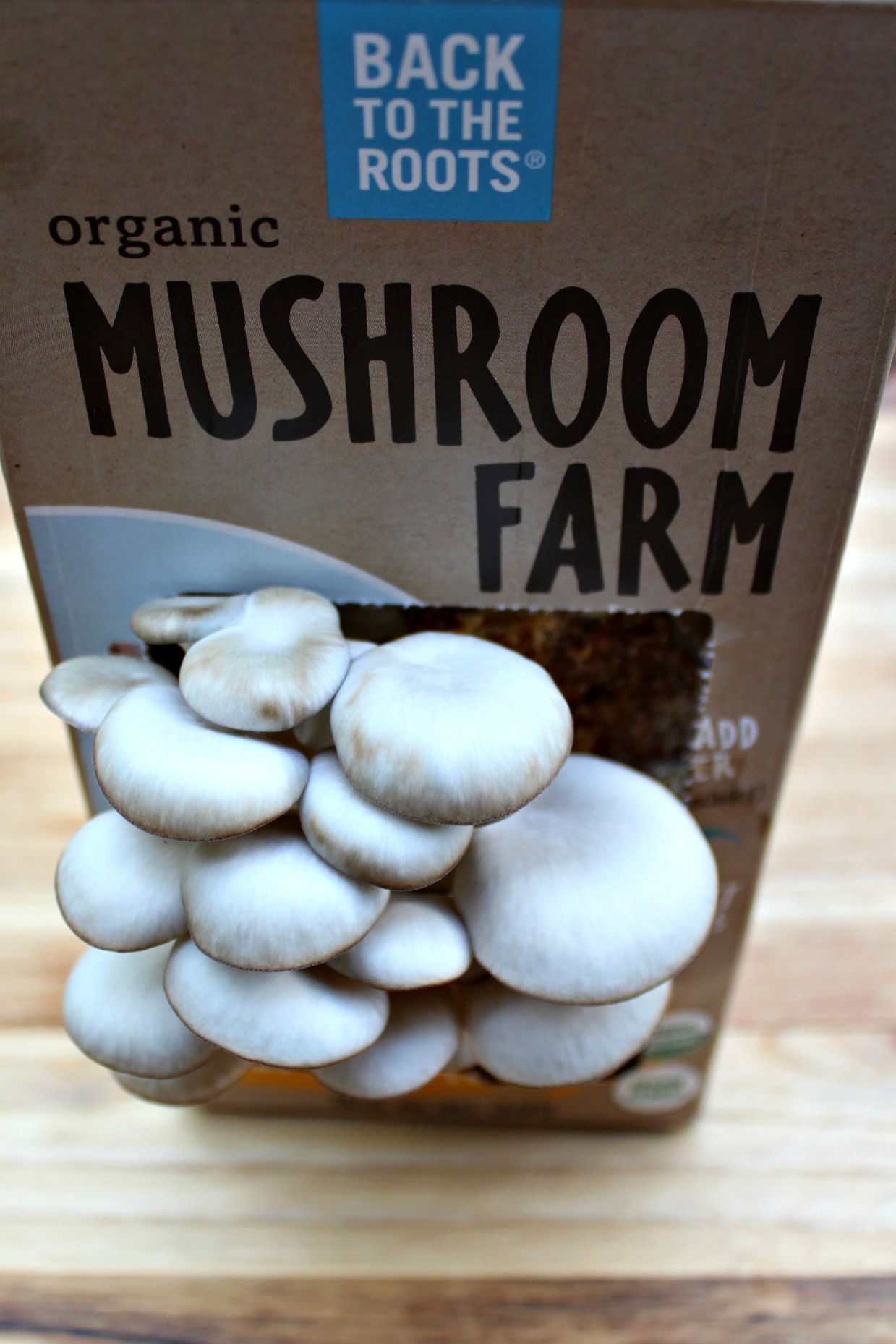 Best ideas about DIY Mushroom Kit
. Save or Pin Growing Mushrooms with Kids — Practical Self Reliance Now.