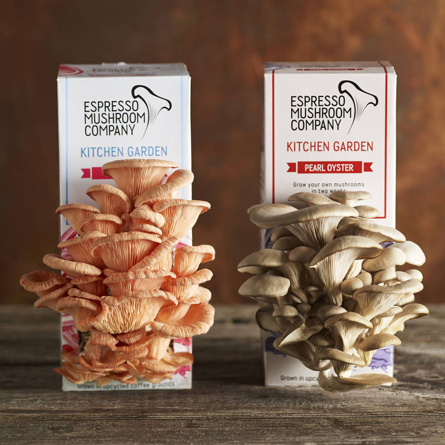 Best ideas about DIY Mushroom Kit
. Save or Pin t bundle for mushroom lovers by espresso mushroom Now.