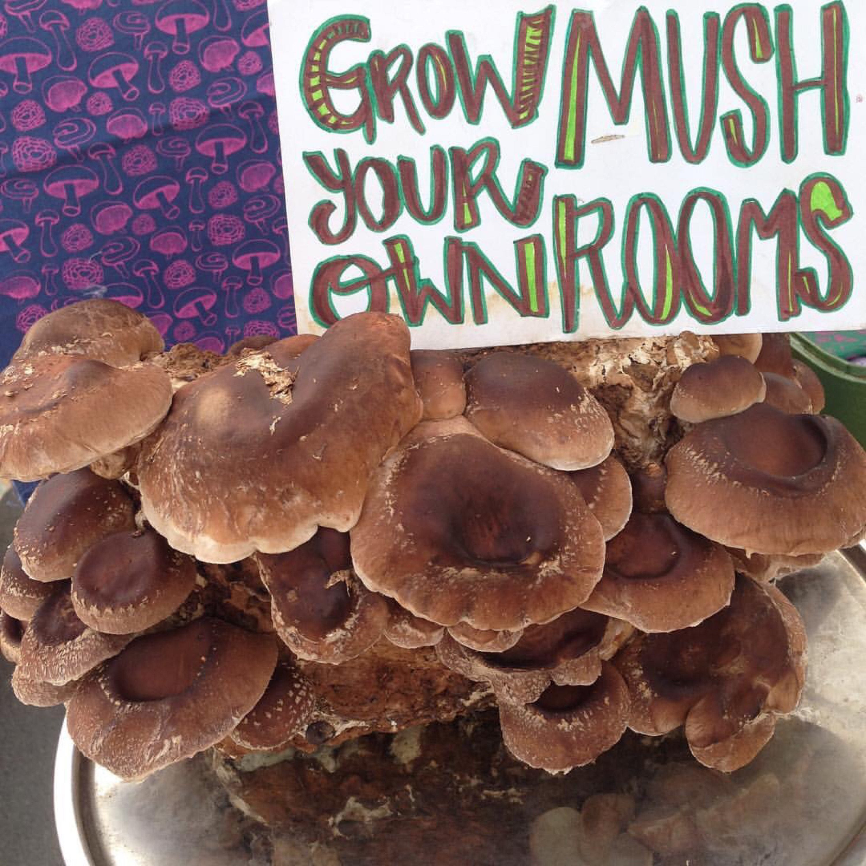 Best ideas about DIY Mushroom Kit
. Save or Pin Shiitake Mushroom Grow Kit DIY Shiitake Mushrooms Growing Now.