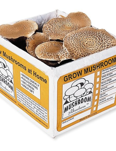 Best ideas about DIY Mushroom Kit
. Save or Pin Portabella Mushroom Growing Kit Now.