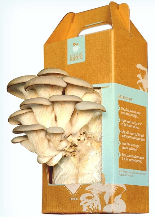 Best ideas about DIY Mushroom Kit
. Save or Pin Grow It Yourself Home Mushroom Kits Now.