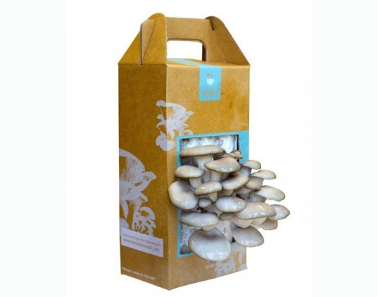 Best ideas about DIY Mushroom Kit
. Save or Pin Product Review Back to the Roots Mushroom Growing Kit is Now.