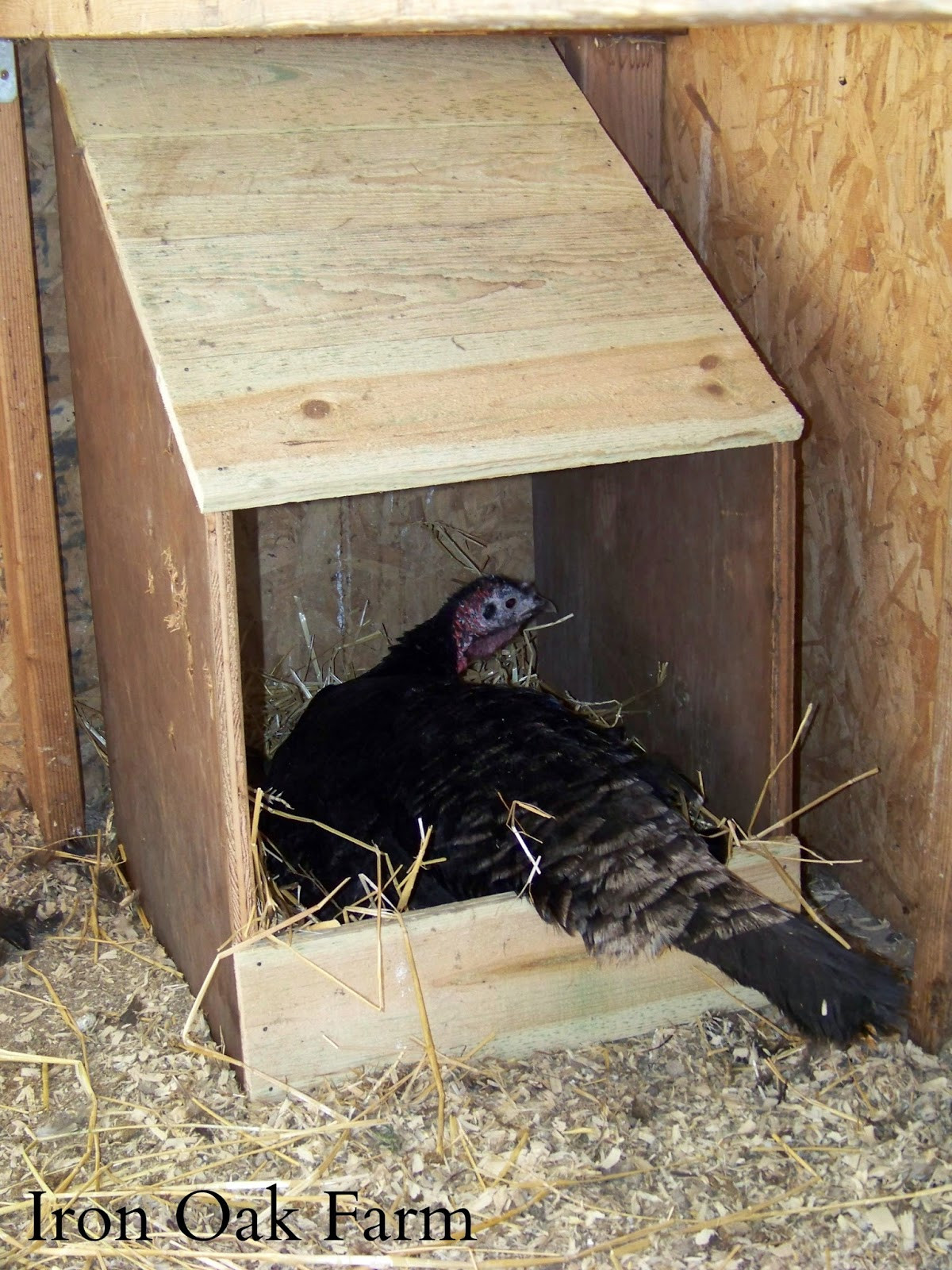 Best ideas about DIY Nest Boxes
. Save or Pin Iron Oak Farm CC Post DIY Turkey Nest Box and a GIVEAWAY Now.